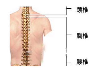 椎体结核