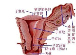 子宫压痛