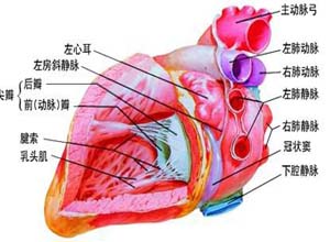 左心室腔容量增大