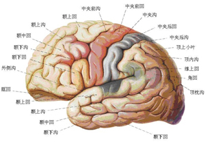 癫痫的单纯部分性发作