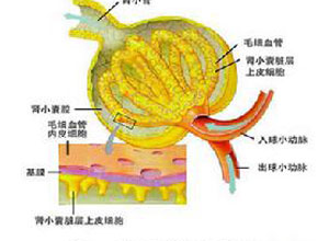 二碱基氨基酸尿症