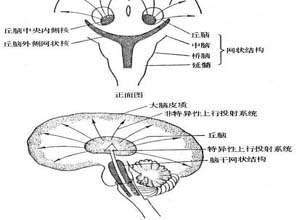 伴有生动鲜明的恐怖性幻视